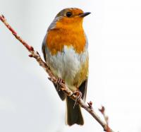 European Robin